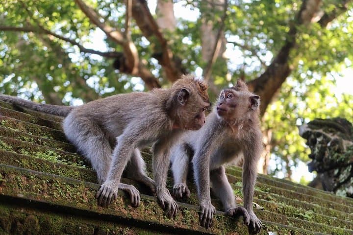 Full-Day Danu Beratan & Jatiluwih: Bedugul Temples, Rice Terraces and Waterfall Tour photo 6