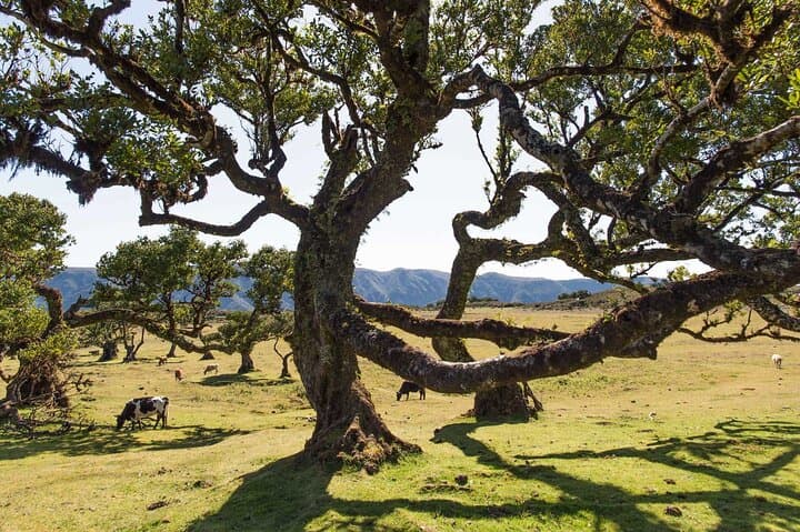Self-Guided Madeira Motorcycle Half-Day: East & West Scenic Route photo 3