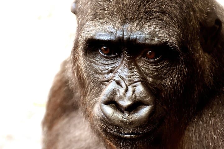Rwanda & Uganda: 8-Day Gorilla Trek, Akagera Game Drive and Entebbe Eco Tour photo 2