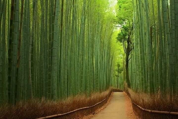 Private Kyoto & Nara Family Tour — Bamboo Grove, Fushimi Inari & Nara Deer photo 5