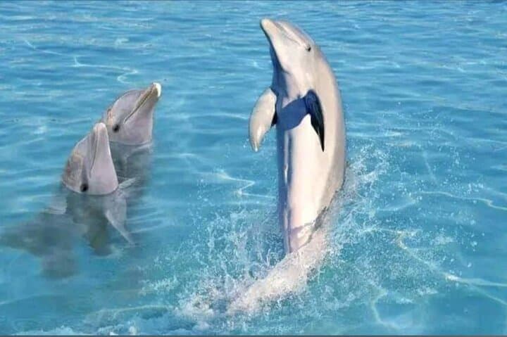 Mnemba Island Snorkeling & Wild Dolphin Morning Trip photo 5