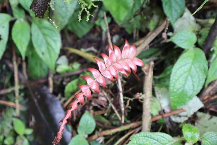 Hike to La Chorrera: Colombia's Tallest Waterfall Day Trip from Bogotá photo 3