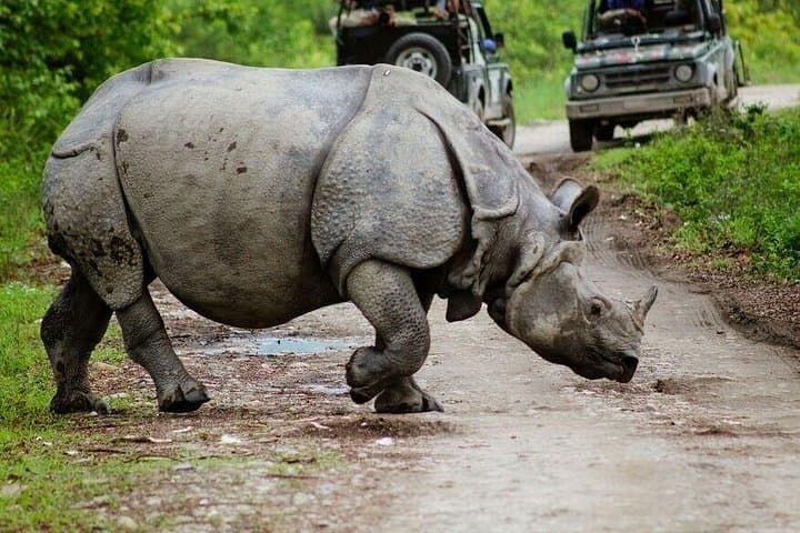 3-Day Kaziranga Wildlife Adventure: Jeep & Elephant Safaris with Mishing Village Visit