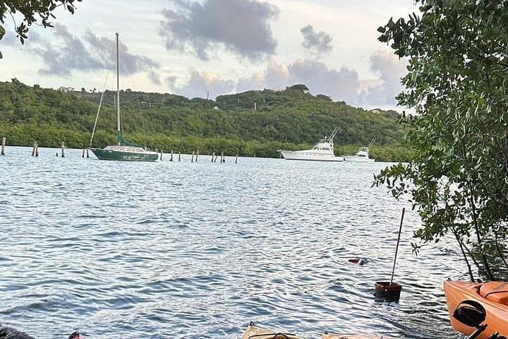 Salt River Bay Guided Kayak Tour: Ecology, Taino History & Mangroves photo 3