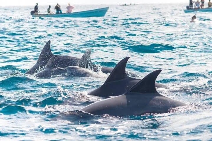 Mnemba Island Snorkeling: Swim with Dolphins at Zanzibar’s Mnemba Atoll photo 4