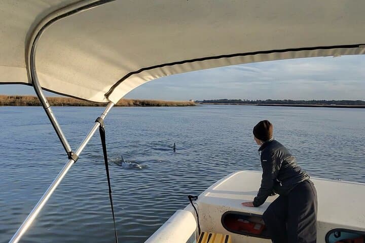 Savannah Dolphin & Shark-Tooth Beach Private Eco Tour photo 5