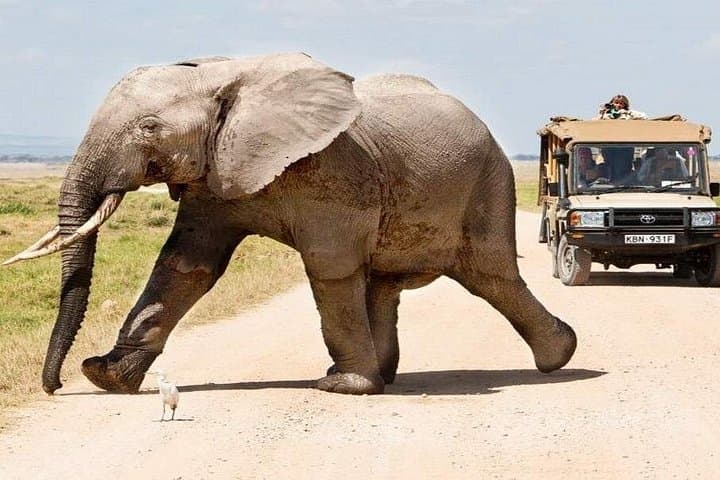 Budget 7-Day Kenya Safari: Maasai Mara, Lake Nakuru & Amboseli photo 1
