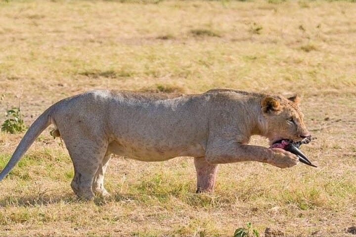 Budget 7-Day Kenya Safari: Maasai Mara, Lake Nakuru & Amboseli photo 2