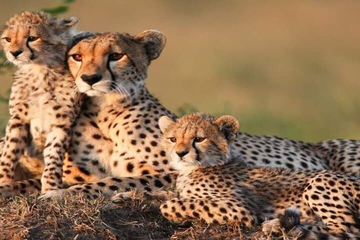 Budget 7-Day Kenya Safari: Maasai Mara, Lake Nakuru & Amboseli photo 3