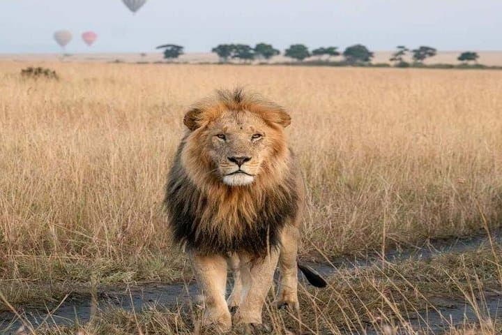 Budget 7-Day Kenya Safari: Maasai Mara, Lake Nakuru & Amboseli photo 4