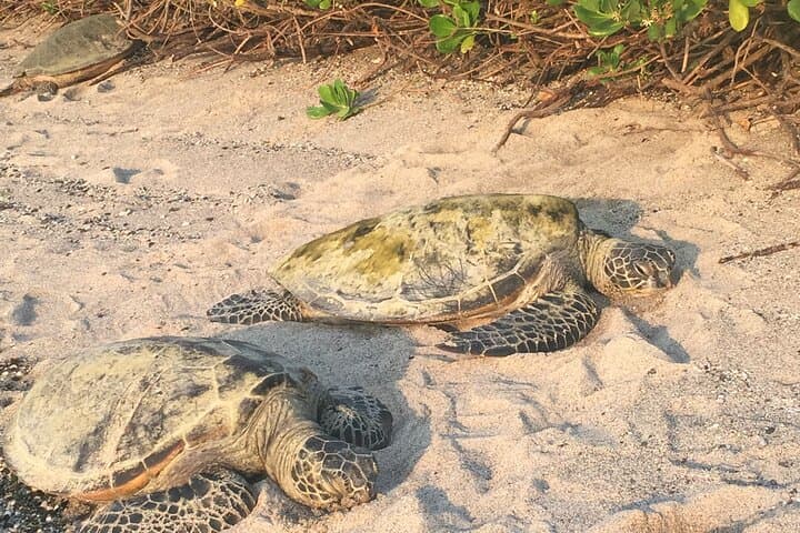Kona Cloud Forest, Coffee & Sea Turtles: Half-Day Shore Excursion from Kailua-Kona photo 4