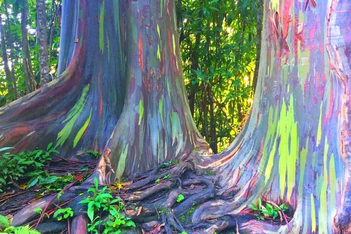 Kona Cloud Forest, Coffee & Sea Turtles: Half-Day Shore Excursion from Kailua-Kona photo 3