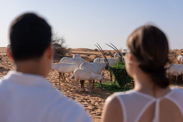 Dubai Desert Dune Bashing and Heritage Safari in the Conservation Reserve photo 2