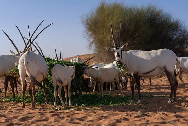 Dubai Desert Dune Bashing and Heritage Safari in the Conservation Reserve photo 3