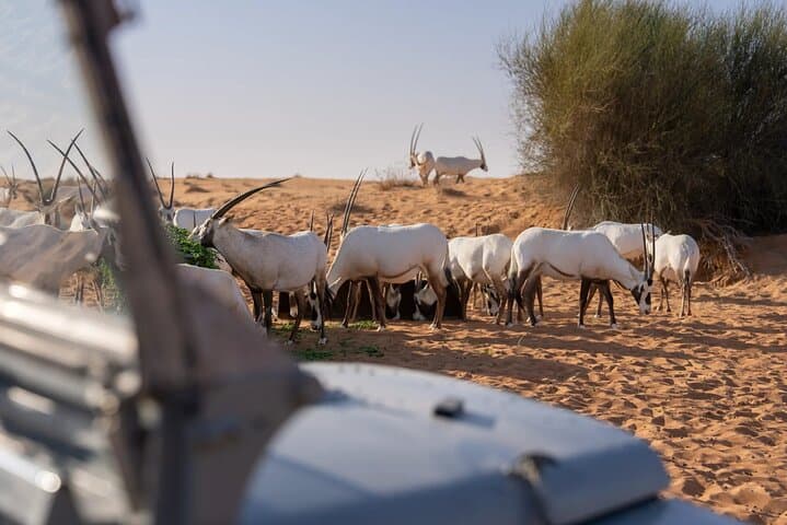 Dubai Desert Dune Bashing and Heritage Safari in the Conservation Reserve photo 5