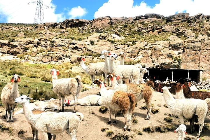 Full-Day Colca Canyon Tour & Condor Viewing from Arequipa photo 2