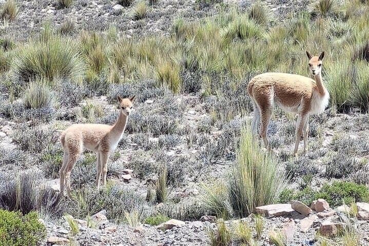 Full-Day Colca Canyon Tour & Condor Viewing from Arequipa photo 3
