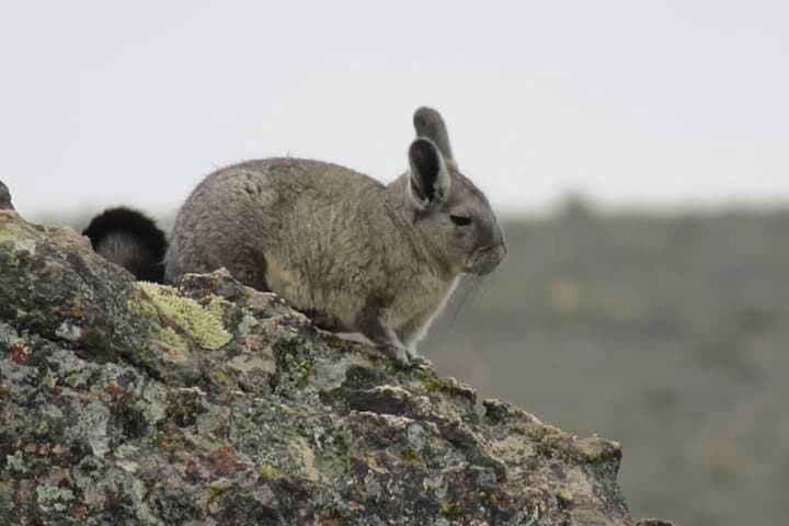 Full-Day Colca Canyon Tour & Condor Viewing from Arequipa photo 5
