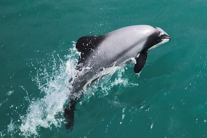 Akaroa Harbour Nature Cruise — Hector’s Dolphins, Sea Cliffs & Conservation
