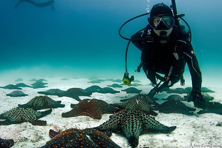 Seymour Channel Shark Dives: Full-Day Scuba from Puerto Ayora photo 2