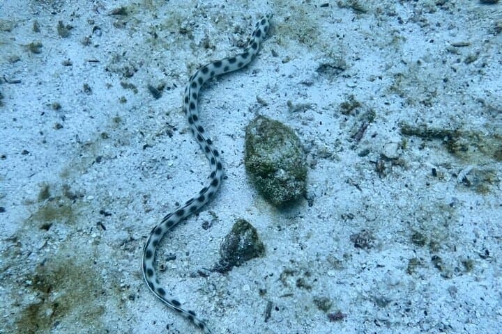 Seymour Channel Shark Dives: Full-Day Scuba from Puerto Ayora photo 3