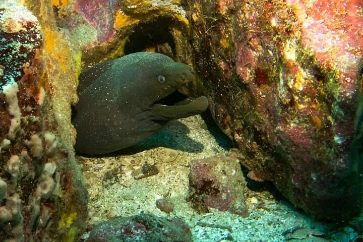 Seymour Channel Shark Dives: Full-Day Scuba from Puerto Ayora photo 4