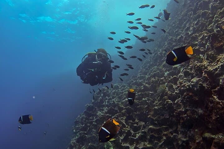 Seymour Channel Shark Dives: Full-Day Scuba from Puerto Ayora photo 5