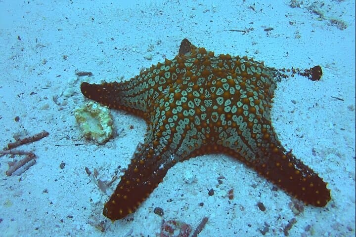 Seymour Channel Shark Dives: Full-Day Scuba from Puerto Ayora photo 6