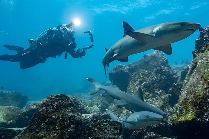 Seymour Channel Shark Dives: Full-Day Scuba from Puerto Ayora