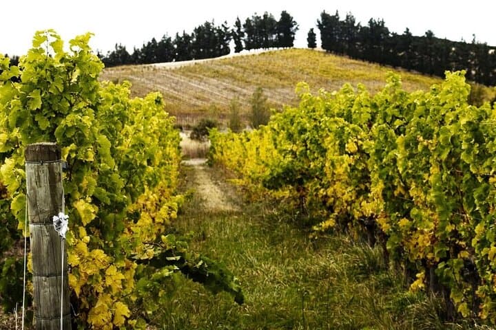 Waipara Valley Winery Tour: Wine Tastings & Scenic Views from Christchurch photo 3