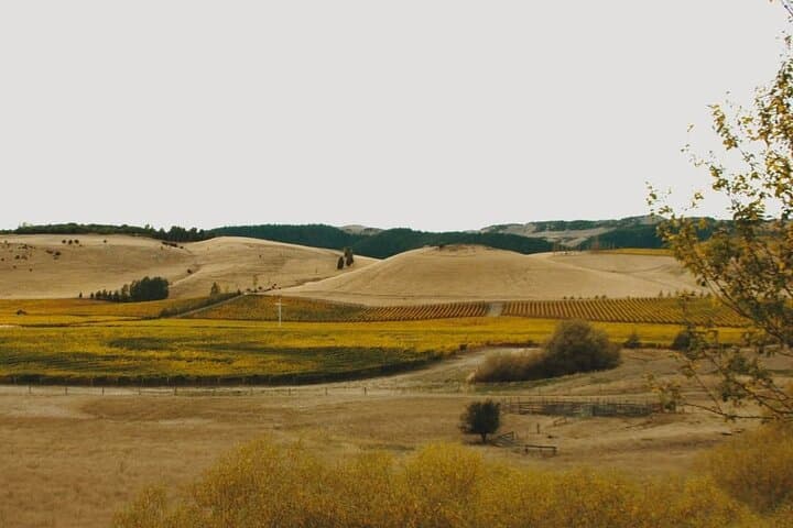 Waipara Valley Winery Tour: Wine Tastings & Scenic Views from Christchurch photo 4