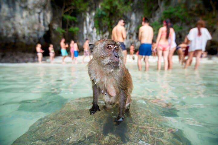 Phi Phi Islands Speedboat Tour: Maya Bay, Khai Nok & Monkey Beach Adventure photo 4