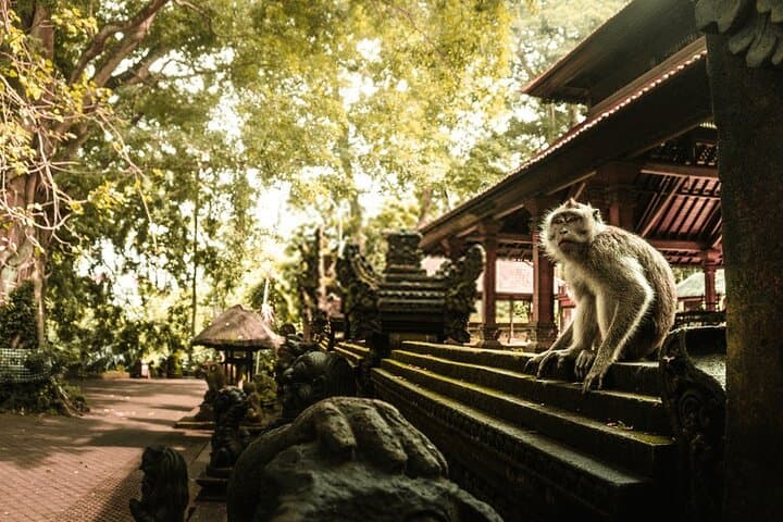 Ubud Day Tour: Monkey Forest, Tirta Empul & Tegalalang Rice Terraces — Waterfalls, Temples & Culture photo 6