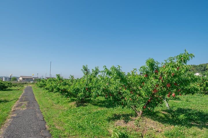 Karaku Peach Orchard Walk: Kurashiki Farm Tour & Momo-tein Tasting photo 3