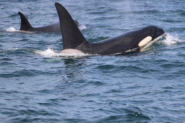 Lisbon Dolphin Watching with a Marine Biologist — RIB Ocean Safari photo 4