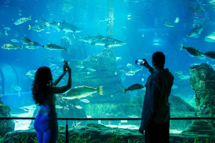 Barcelona Aquarium Skip-the-Line: Oceanarium Tunnel & Planeta Aqua Guide