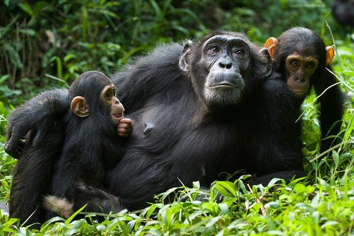 3-Day Nyungwe Chimpanzee Trek and Lake Kivu Sunset Cruise photo 1