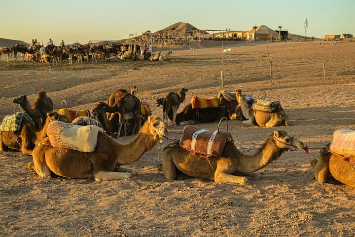 Agafay Desert Sunset Camel Ride and Dinner Show from Marrakech photo 4