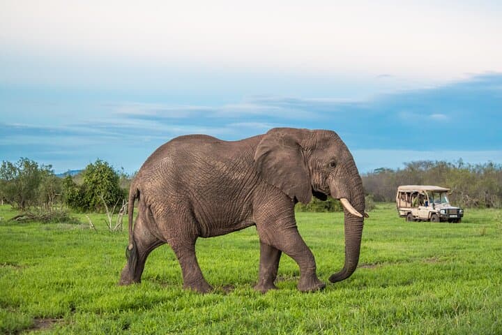 3-Day Amboseli Safari: Game Drives with Kilimanjaro Views photo 2