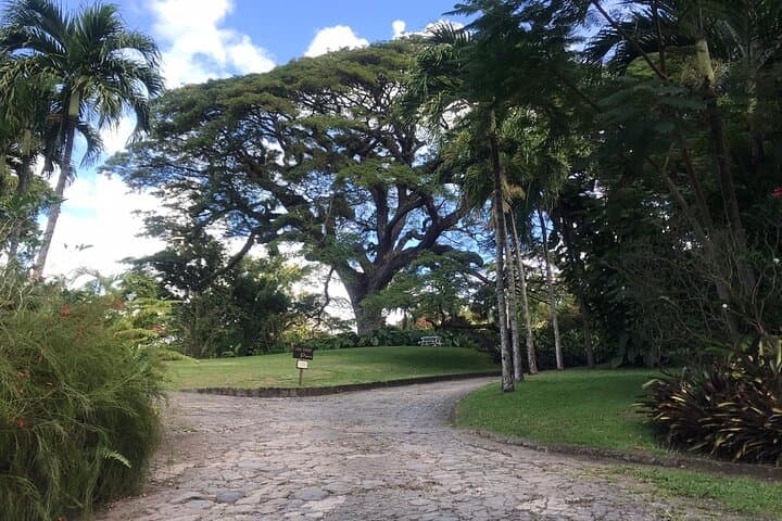Basseterre Half-Day Cultural Tour: Brimstone Hill, Romney Manor & Timothy Hill photo 4
