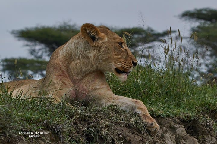 5-Day Northern Serengeti Safari: Great Migration & Mara River Crossings photo 3
