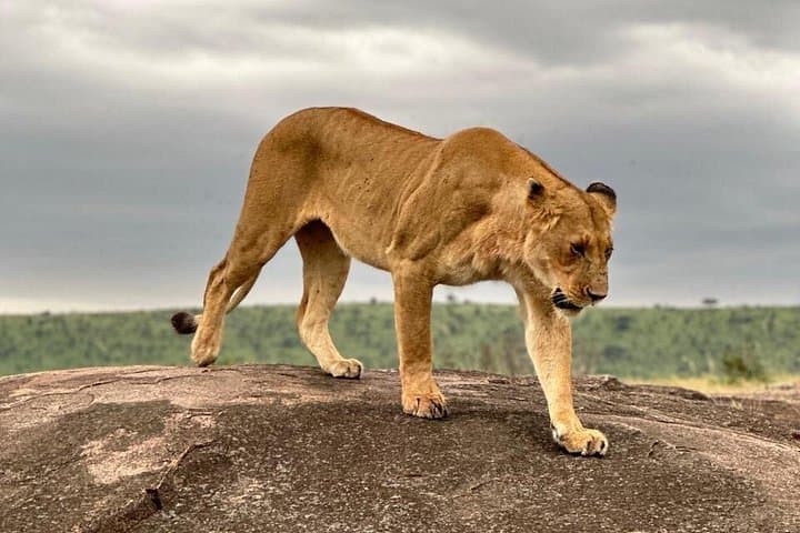 Masai Mara Full-Day Safari from Nairobi — Big Five Game Drives & Tented Camp Stay photo 1