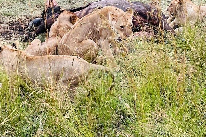 Masai Mara Full-Day Safari from Nairobi — Big Five Game Drives & Tented Camp Stay photo 2