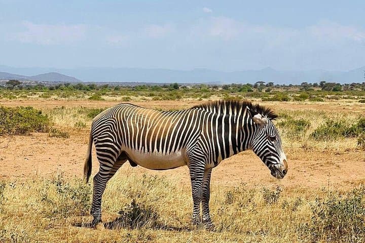 Masai Mara Full-Day Safari from Nairobi — Big Five Game Drives & Tented Camp Stay photo 3