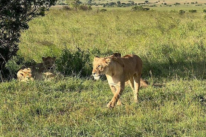 Masai Mara Full-Day Safari from Nairobi — Big Five Game Drives & Tented Camp Stay photo 4