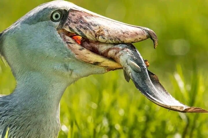 Mabamba Swamp Shoebill Canoe Tour — Entebbe Birdwatching Adventure