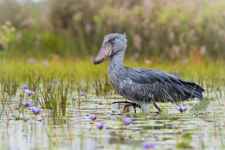 Mabamba Swamp Shoebill Canoe Tour — Entebbe Birdwatching Adventure photo 2