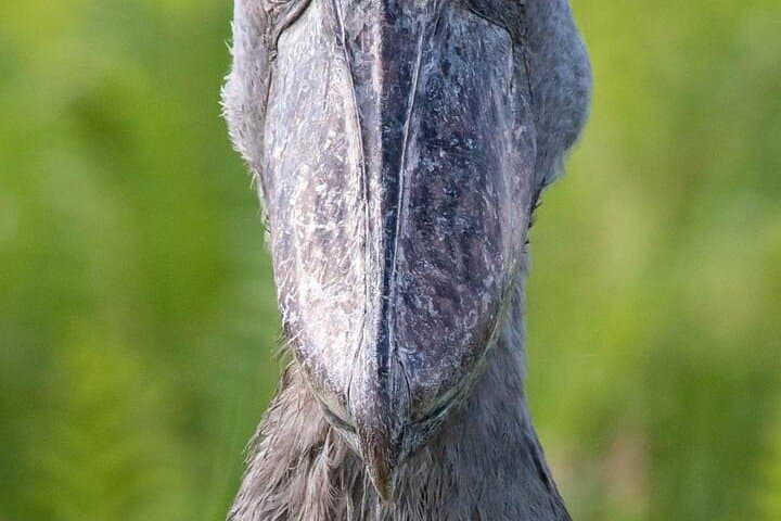 Mabamba Swamp Shoebill Canoe Tour — Entebbe Birdwatching Adventure photo 3