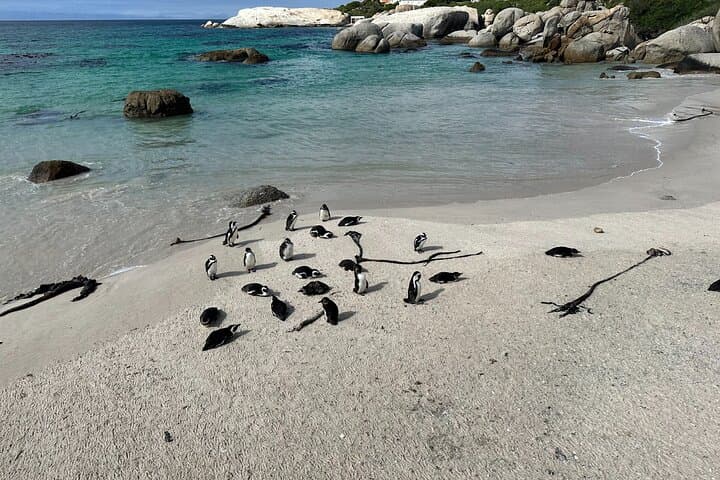 Private Cape Point & Boulders Beach Tour — Penguins, Chapman’s Peak, and Cape of Good Hope photo 1