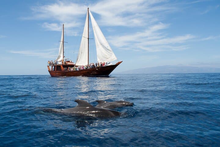 Whale Safari to Los Gigantes: 5-Hour Schooner Cruise with Swim & Lunch